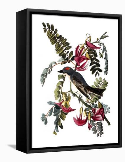 Audubon: Kingbird, 1827-38-John James Audubon-Framed Stretched Canvas