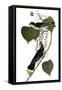 Audubon: Kingbird, 1827-38-John James Audubon-Framed Stretched Canvas