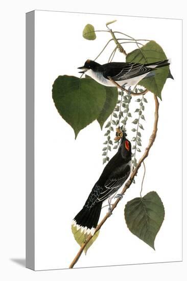 Audubon: Kingbird, 1827-38-John James Audubon-Stretched Canvas