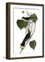 Audubon: Kingbird, 1827-38-John James Audubon-Framed Giclee Print