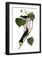 Audubon: Kingbird, 1827-38-John James Audubon-Framed Giclee Print