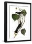 Audubon: Kingbird, 1827-38-John James Audubon-Framed Giclee Print