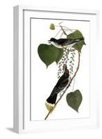 Audubon: Kingbird, 1827-38-John James Audubon-Framed Giclee Print