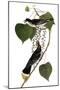 Audubon: Kingbird, 1827-38-John James Audubon-Mounted Giclee Print