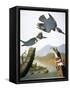 Audubon: Kingfisher, 1827-John James Audubon-Framed Stretched Canvas