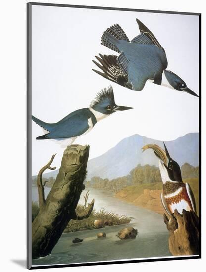 Audubon: Kingfisher, 1827-John James Audubon-Mounted Giclee Print