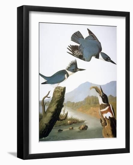 Audubon: Kingfisher, 1827-John James Audubon-Framed Giclee Print