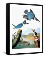 Audubon: Kingfisher-John James Audubon-Framed Stretched Canvas