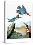 Audubon: Kingfisher-John James Audubon-Stretched Canvas