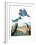 Audubon: Kingfisher-John James Audubon-Framed Giclee Print