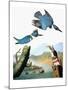 Audubon: Kingfisher-John James Audubon-Mounted Giclee Print