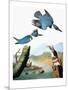 Audubon: Kingfisher-John James Audubon-Mounted Giclee Print