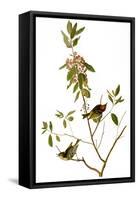 Audubon: Kinglet, 1827-John James Audubon-Framed Stretched Canvas