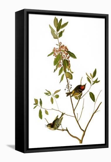 Audubon: Kinglet, 1827-John James Audubon-Framed Stretched Canvas