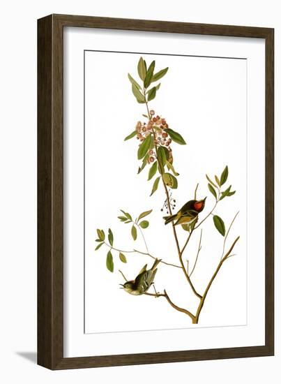 Audubon: Kinglet, 1827-John James Audubon-Framed Giclee Print