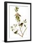 Audubon: Kinglet, 1827-John James Audubon-Framed Giclee Print