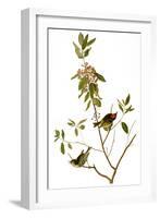 Audubon: Kinglet, 1827-John James Audubon-Framed Giclee Print