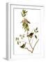 Audubon: Kinglet, 1827-John James Audubon-Framed Giclee Print