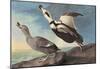 Audubon Labrador Duck Bird Art Poster Print-null-Mounted Poster