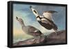 Audubon Labrador Duck Bird Art Poster Print-null-Framed Poster