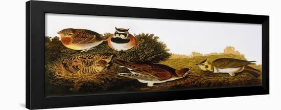 Audubon: Lark-John James Audubon-Framed Giclee Print