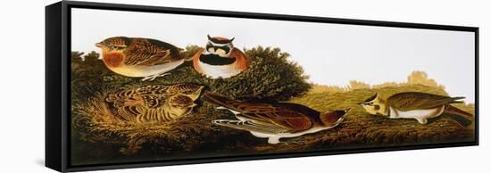 Audubon: Lark-John James Audubon-Framed Stretched Canvas