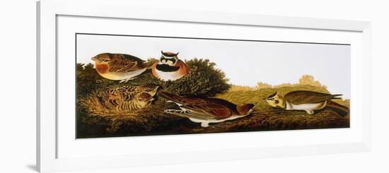 Audubon: Lark-John James Audubon-Framed Premium Giclee Print