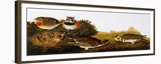 Audubon: Lark-John James Audubon-Framed Premium Giclee Print