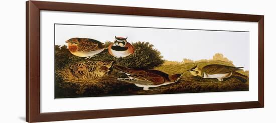 Audubon: Lark-John James Audubon-Framed Premium Giclee Print