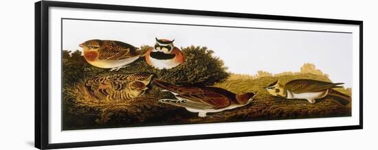 Audubon: Lark-John James Audubon-Framed Premium Giclee Print