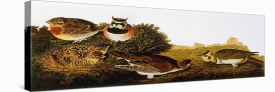 Audubon: Lark-John James Audubon-Stretched Canvas