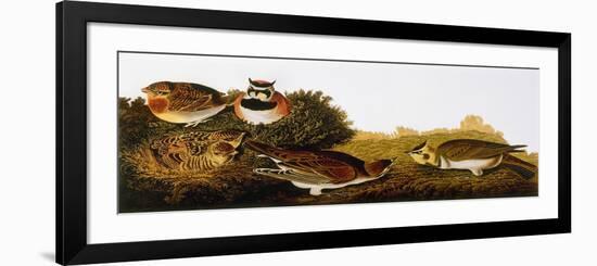 Audubon: Lark-John James Audubon-Framed Giclee Print