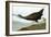 Audubon: Limpkin-John James Audubon-Framed Giclee Print