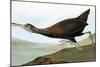 Audubon: Limpkin-John James Audubon-Mounted Giclee Print