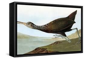 Audubon: Limpkin-John James Audubon-Framed Stretched Canvas