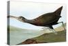 Audubon: Limpkin-John James Audubon-Stretched Canvas