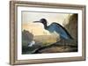 Audubon: Little Blue Heron-John James Audubon-Framed Giclee Print
