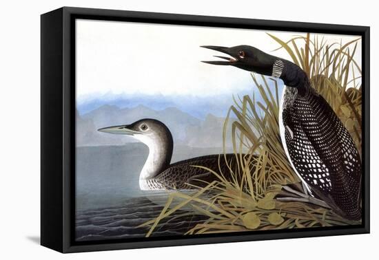 Audubon: Loon, 1827-John James Audubon-Framed Stretched Canvas