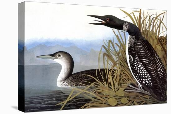 Audubon: Loon, 1827-John James Audubon-Stretched Canvas