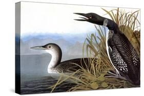 Audubon: Loon, 1827-John James Audubon-Stretched Canvas