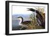 Audubon: Loon, 1827-John James Audubon-Framed Giclee Print