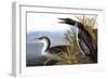 Audubon: Loon, 1827-John James Audubon-Framed Giclee Print