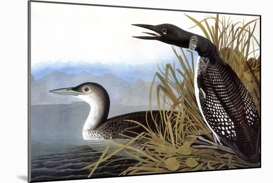 Audubon: Loon, 1827-John James Audubon-Mounted Giclee Print