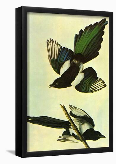 Audubon Mallard Bird Art Poster Print-null-Framed Poster