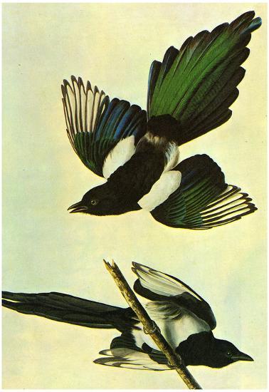 Poster, , large