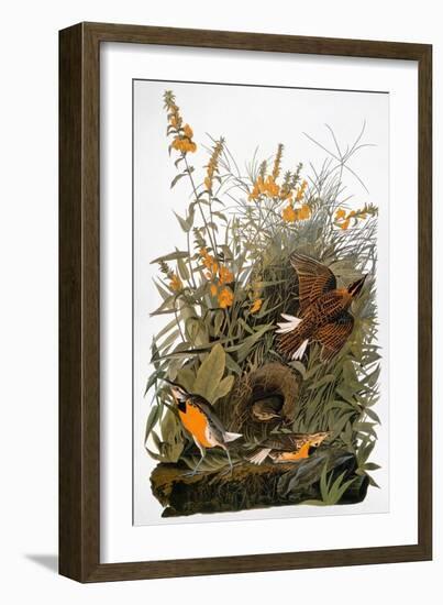 Audubon: Meadowlark-John James Audubon-Framed Giclee Print