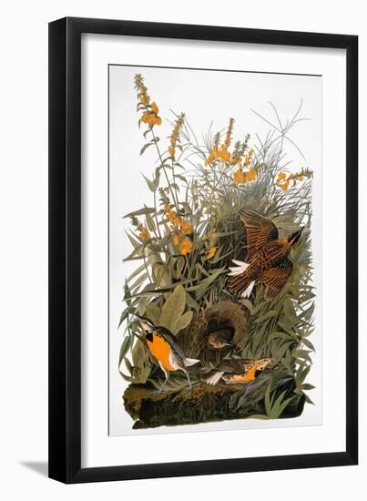 Audubon: Meadowlark-John James Audubon-Framed Giclee Print