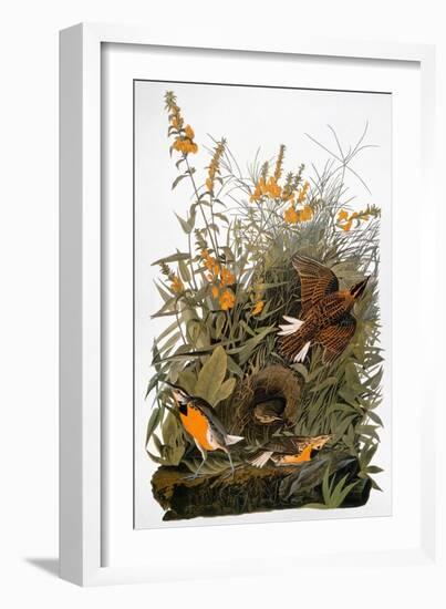 Audubon: Meadowlark-John James Audubon-Framed Giclee Print