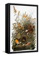 Audubon: Meadowlark-John James Audubon-Framed Stretched Canvas