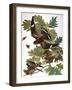 Audubon: Nighthawk-John James Audubon-Framed Giclee Print